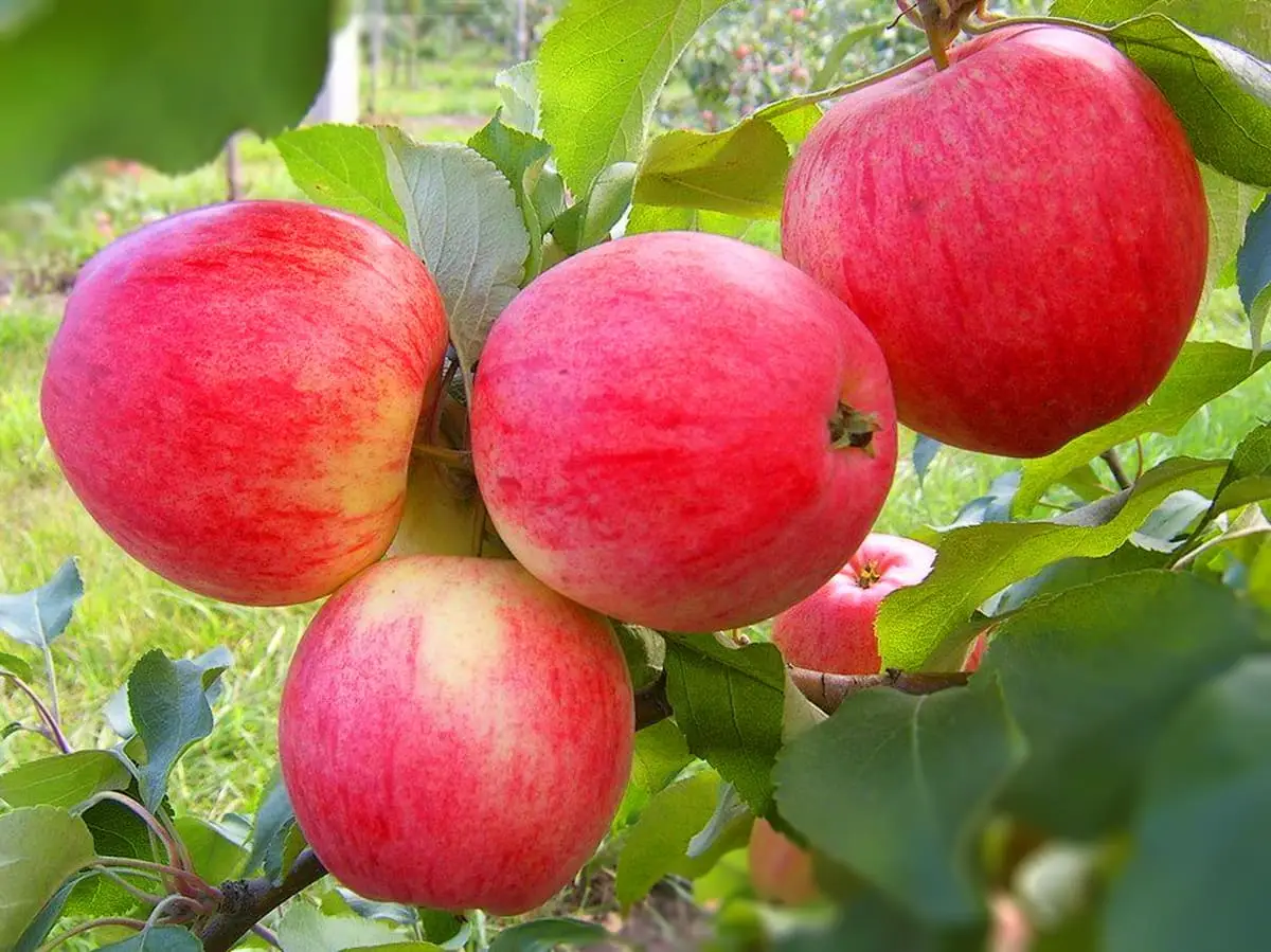 Подбор и посадка плодовых деревьев на участке: лучшие сорта яблонь и груш