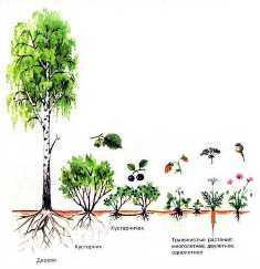 Разнообразие фассадных растений: идеи и советы по выращиванию