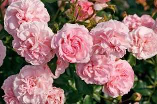 Розы: популярные сорта и секреты их выращивания