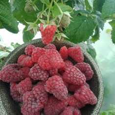 Сорта малины: от гигантских ягод до сортов для маленького участка