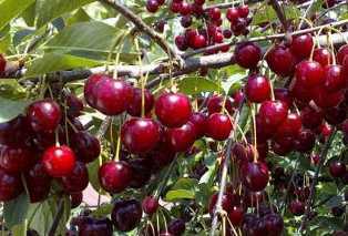 Сорта вишни для сада: особенности выбора и выращивания