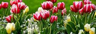 Тюльпаны в саду: как создать красочные цветочные клумбы и оптимальные условия для роста