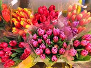Тюльпаны: выбор цветов и уход за ними