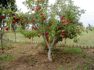 Выращивание плодовых деревьев: как выбрать и ухаживать за яблонями