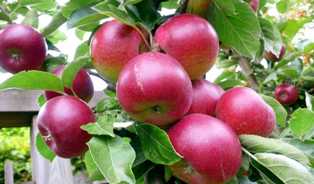 Как выбрать подходящие сорта яблонь для своего сада