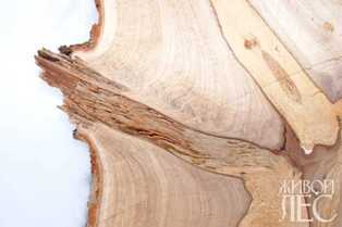 Как восстановить древесину после повреждений