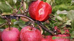 Лучшие сорта яблонь для сада: выбор и советы по выращиванию