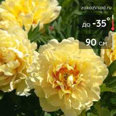Пионы: самые пышные и роскошные цветы для вашего сада