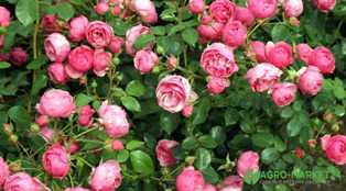 Розы: лучшие сорта для сада