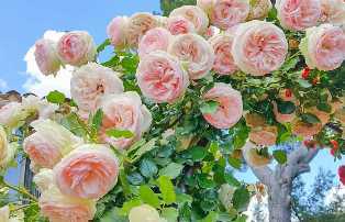 Розы: лучшие сорта для вашего сада