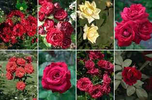 Розы: выбор сортов для восхитительного сада