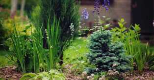 Сад съедобных растений: как создать полезный и красивый уголок