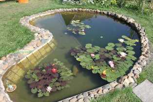 Садовые пруды: как создать красивый и экологически устойчивый водоем