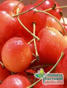 Сорта черешневых деревьев: создайте привлекательный и плодовый уголок