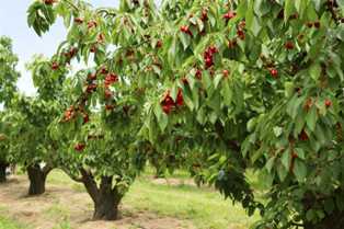 Сорта черешни деревьев: создайте идеальный десертный сад