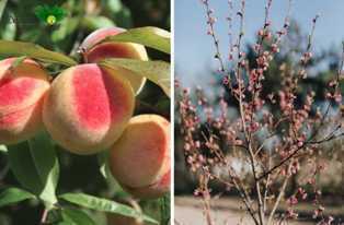 Сорта персиковых деревьев: технологии выращивания и ухода