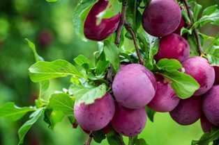 Сорта слив и вишни: как выбрать и выращивать эти плодовые деревья