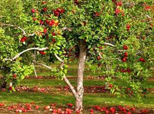 Сорта сливовых деревьев: как создать фруктовый рай в своем саду