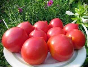 Сорта томатов для открытого грунта: как выбрать и вырастить самые вкусные
