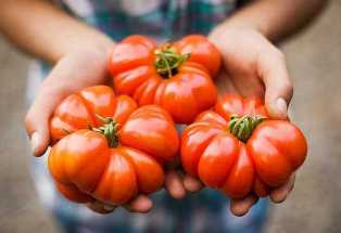 Сорта томатов: лучшие выборы для выращивания на участке