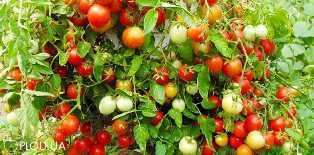 Сорта томатов: отличия и особенности выращивания на открытом грунте