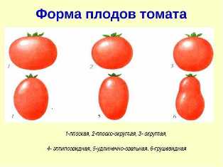Сорта томатов: разнообразие вкусов и форм плодов