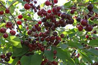 Сорта вишни деревьев: незабываемые вкусы на вашей плантации