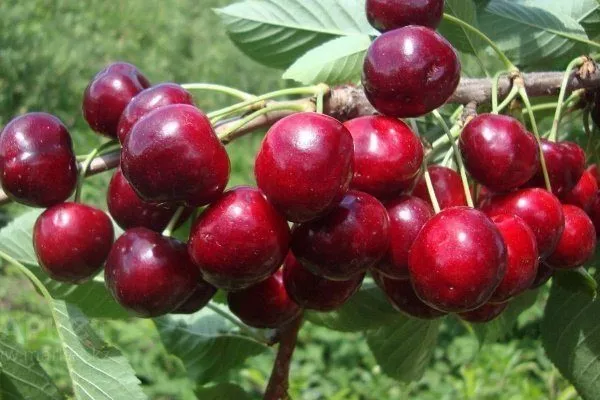 Сорта вишни деревьев: узнайте все о разнообразии вкусов и форм плодов