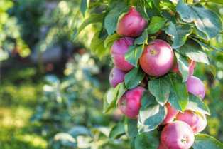 Сорта яблонь: лучшие варианты для вашего сада