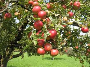 Сорта яблонь: секреты успеха в выращивании этих плодовых деревьев