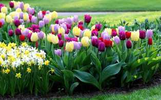 Тюльпаны: разнообразие сортов и советы по посадке и уходу