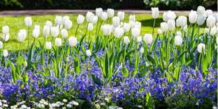 Тюльпаны: создаем красочный сад с изысканными цветками