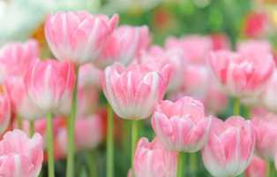 Тюльпаны: создаем яркую палитру цветов в саду