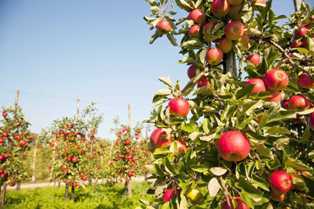 Выращивание плодовых деревьев: выбор лучших сортов