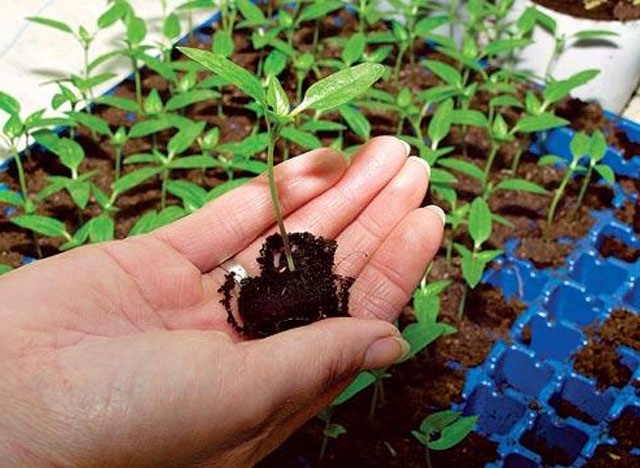 Выращивание рассады. Как вырастить рассаду самостоятельно
